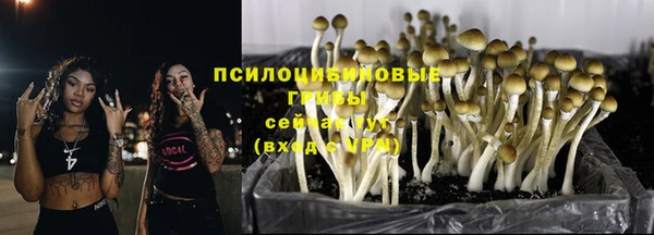 ПСИЛОЦИБИНОВЫЕ ГРИБЫ Вяземский